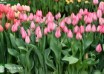 Tulipa Lydia ® (2)